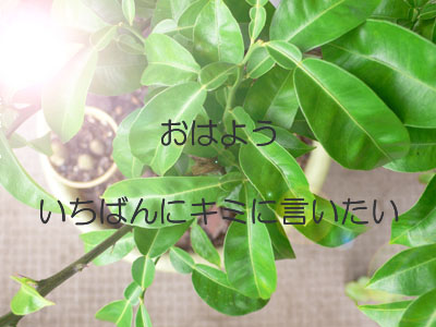 Green morning